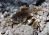 Lasioglossum sp.